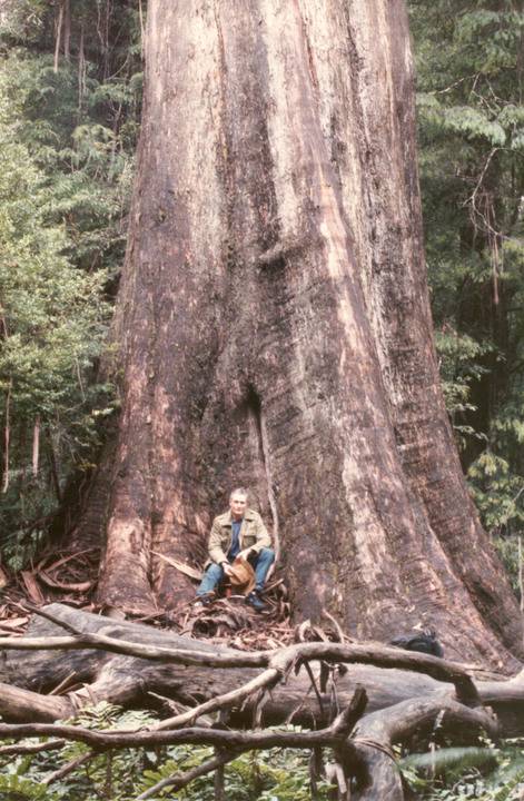 T11202 Eucalyptus regnans