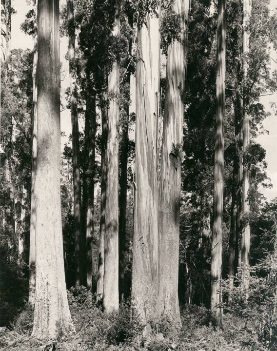 T11201 Eucalyptus regnans