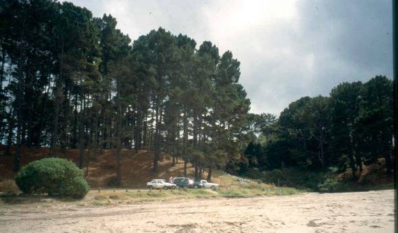 Shoreham Pines