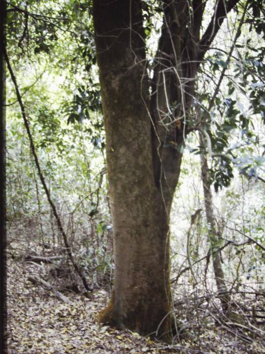 T11004 Symplocos thwaitesii