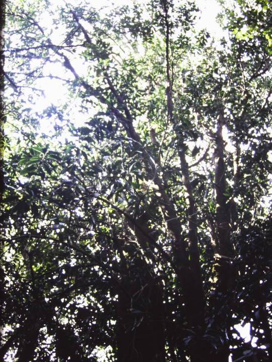T11004 Symplocos thwaitesii