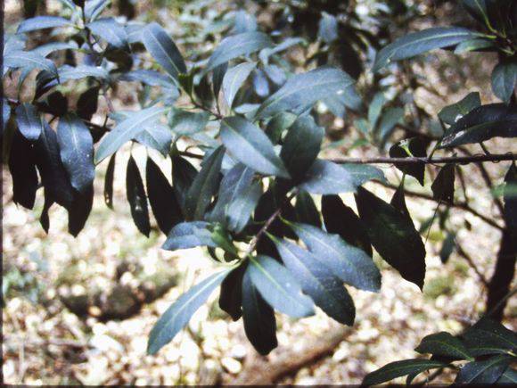 T11004 Symplocos thwaitesii