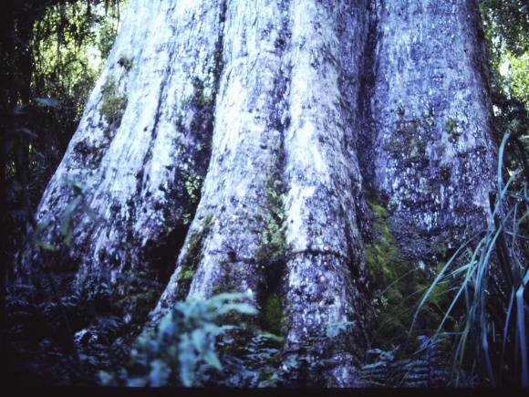 T11005 Eucalyptus cypellocarpa