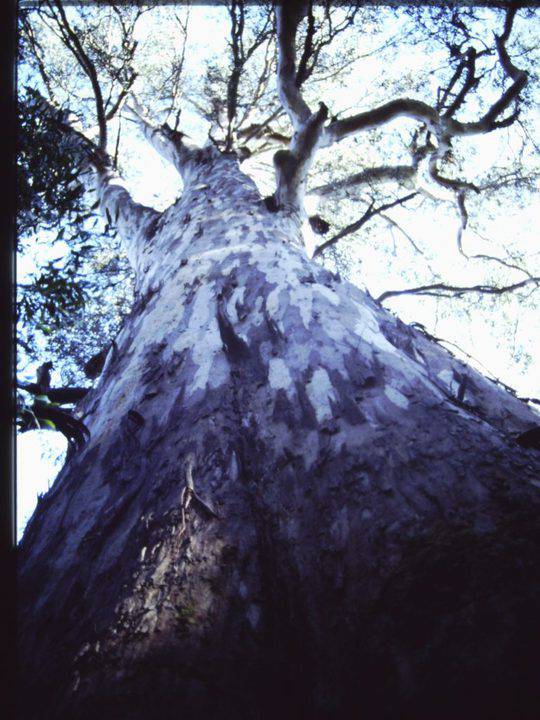 T11005 Eucalyptus cypellocarpa