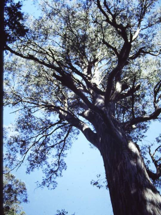 T11005 Eucalyptus cypellocarpa