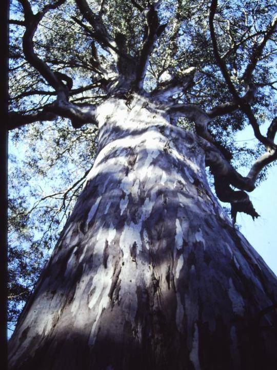 T11005 Eucalyptus cypellocarpa