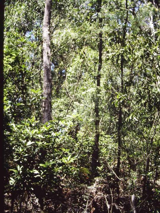T11006 Acacia maidenii
