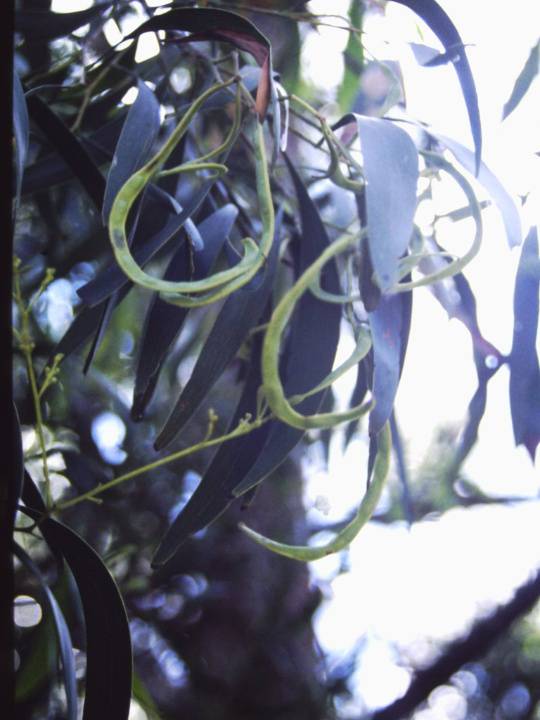 T11006 Acacia maidenii