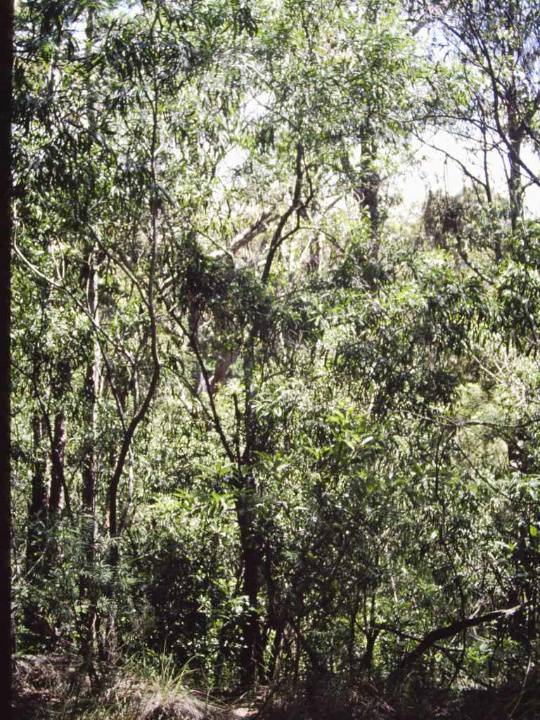 T11006 Acacia maidenii