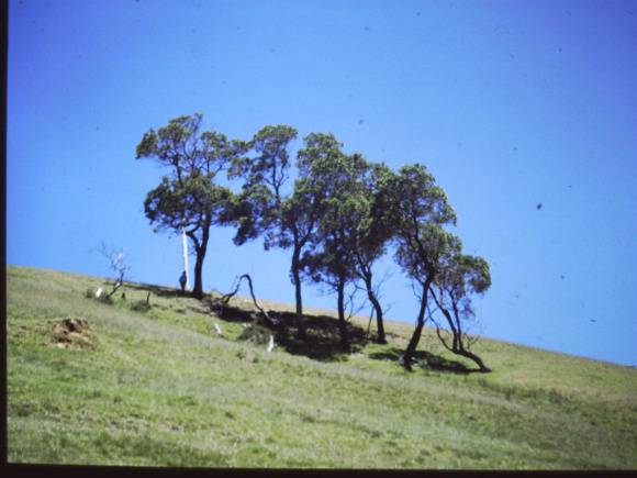 T11007 Acacia maidenii 