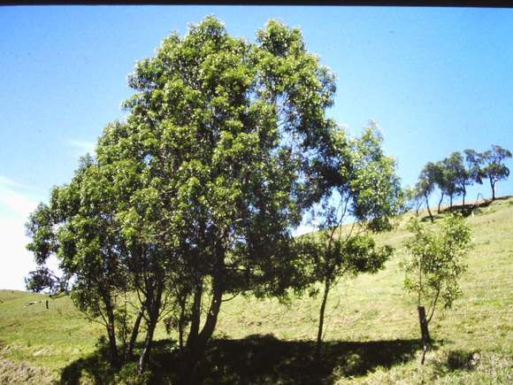 T11007 Acacia maidenii 