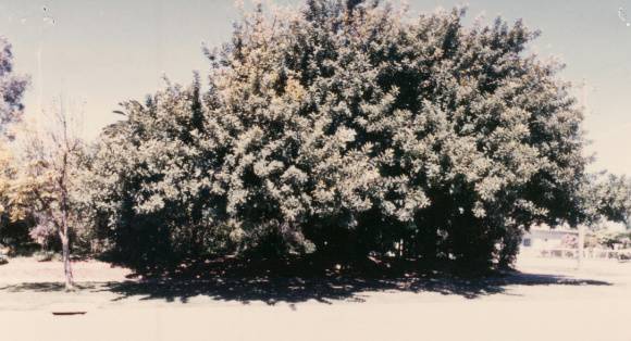 T11172 Ceratonia siliqua Swan Hill