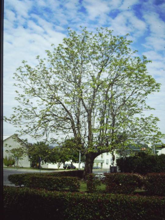 T11008 Catalpa bignonioides
