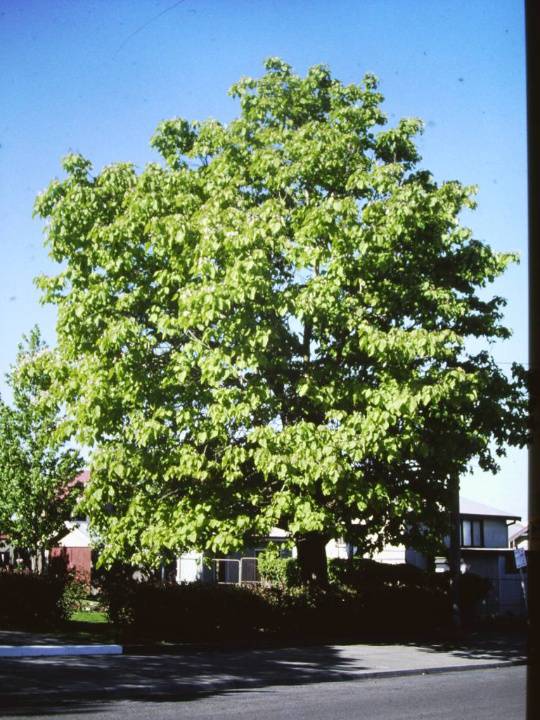 T11008 Catalpa bignoniodies