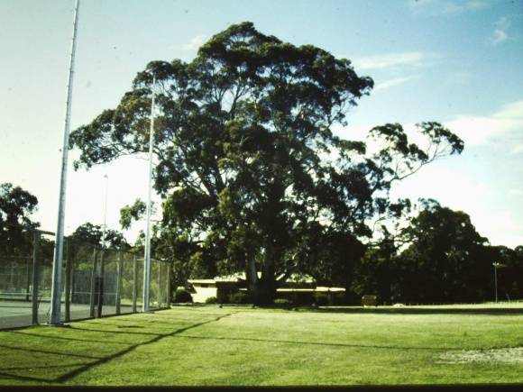 T11009 Eucalyptus globulus subsp. Globulus x E. cypellocarpa