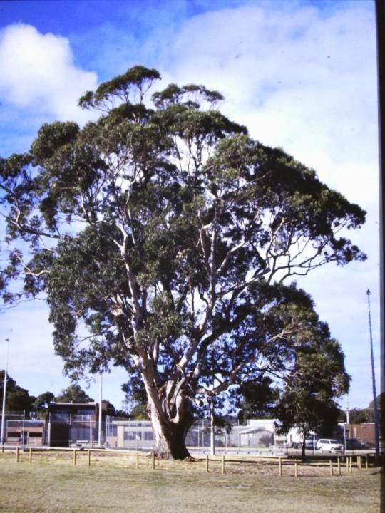 T11009 Eucalyptus globulus subsp globulus x E. cypellocarpa