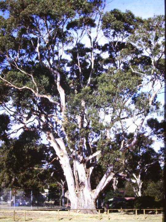 T11009 Eucalyptus globulus subsp globulus x E. cypellocarpa