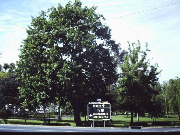 T11010 Quercus castaneifolia