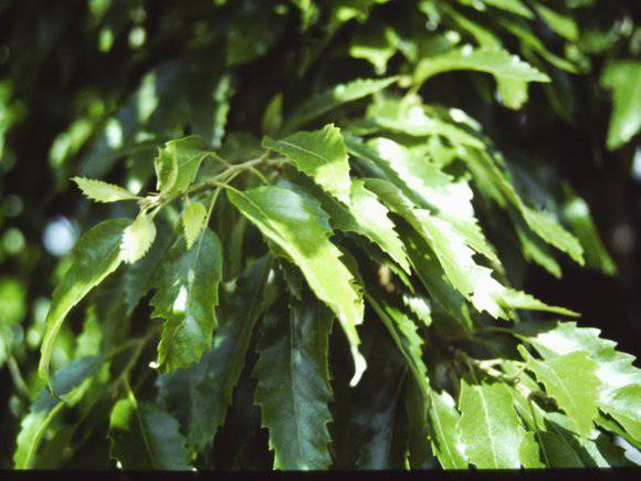 T11010 Quercus castaneifolia