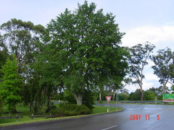 T11010 Quercus castaneifolia
