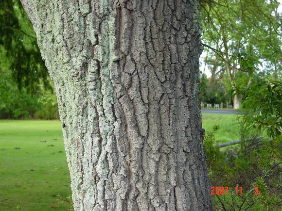 T11010 Quercus castaneifolia