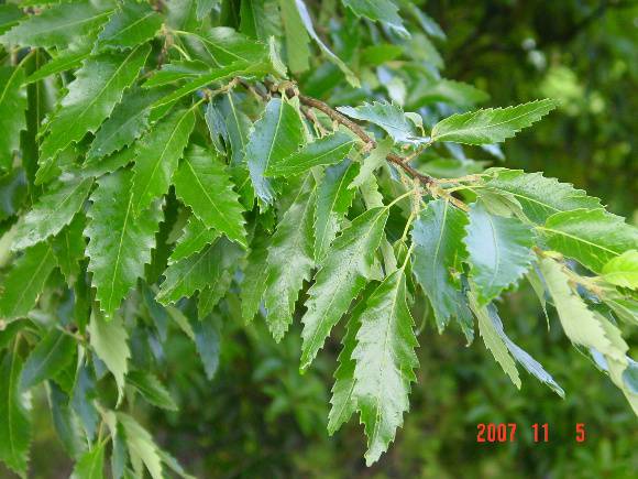 T11010 Quercus castaneifolia