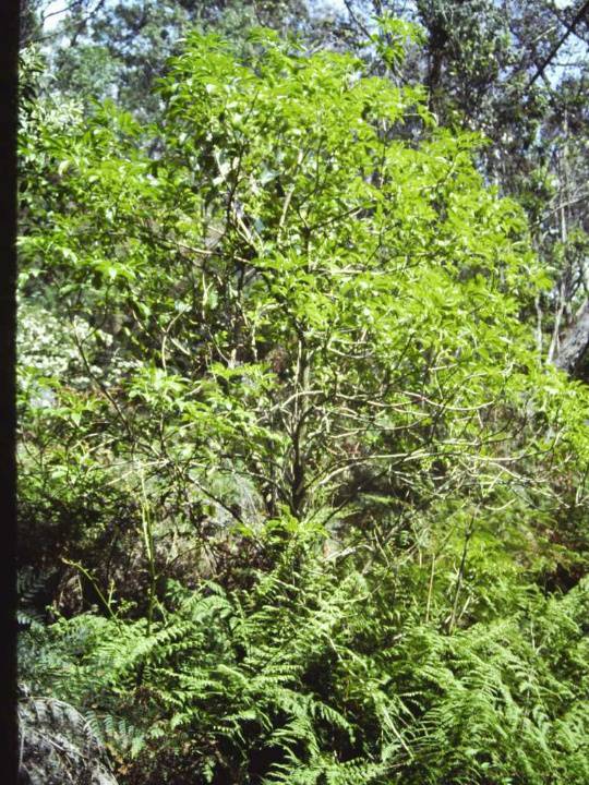 T11014 Sambuccas australasica