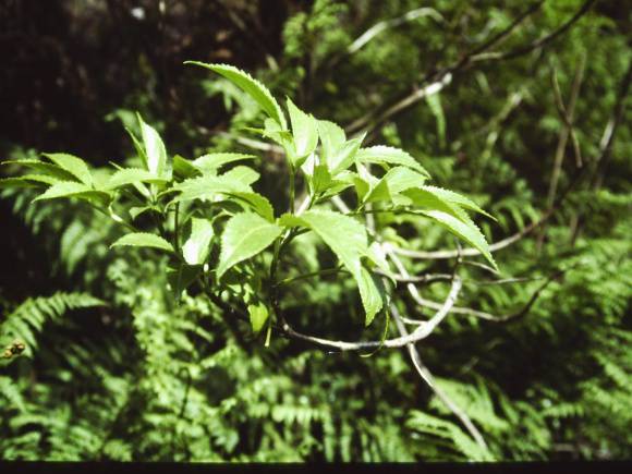 T11014 Sambuccas australasica