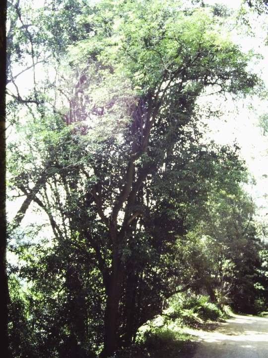 T11014 Sambuccas australasica