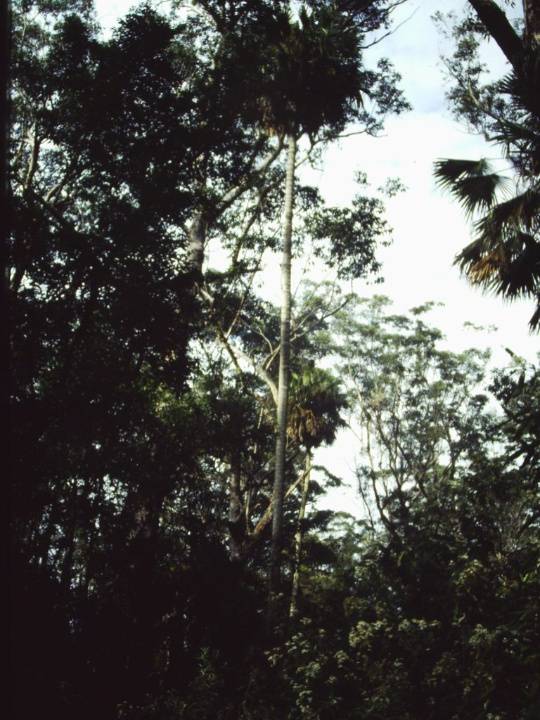 T11015 Livistona australis