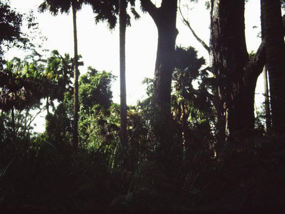 T11015 Livistona australis