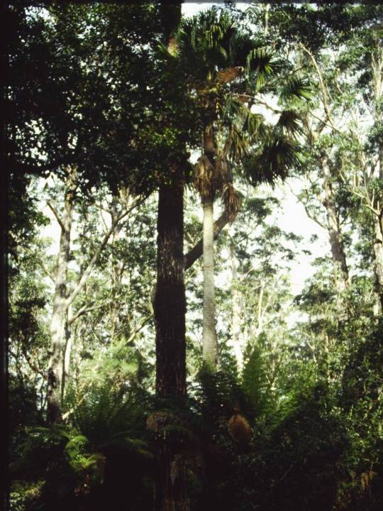 T11015 Livistona australis