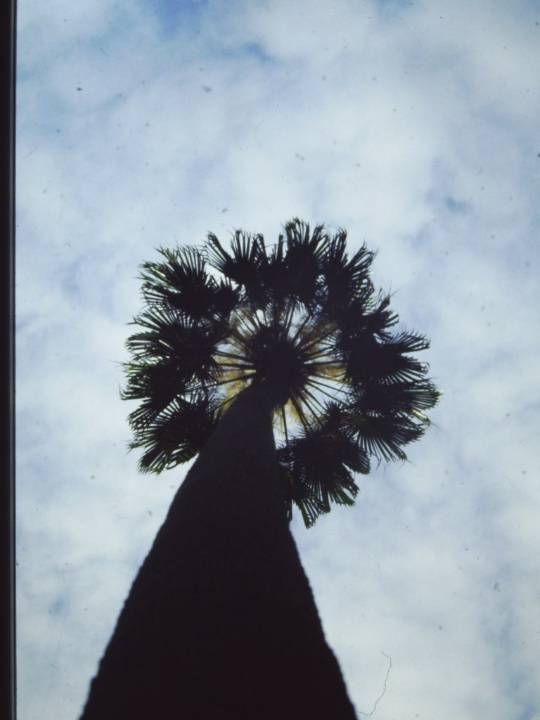 T11015 Livistona australis