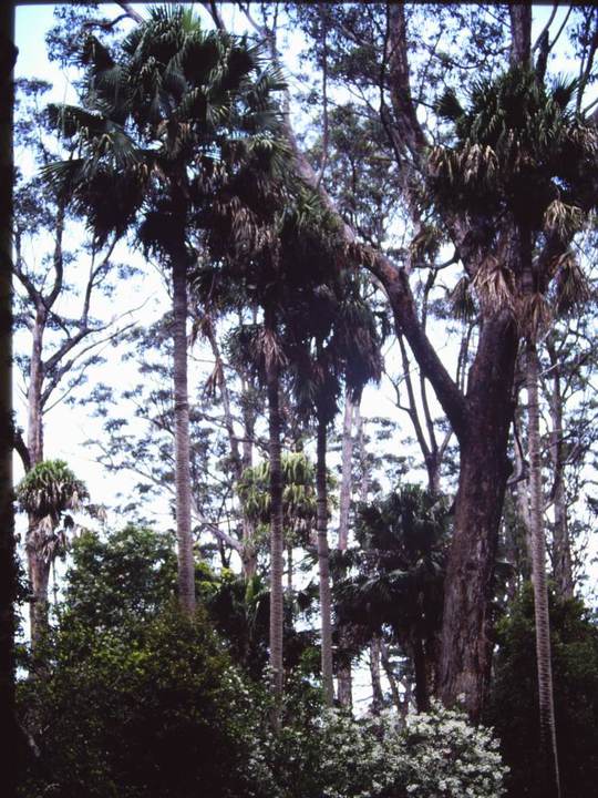 T11015 Livistona australis