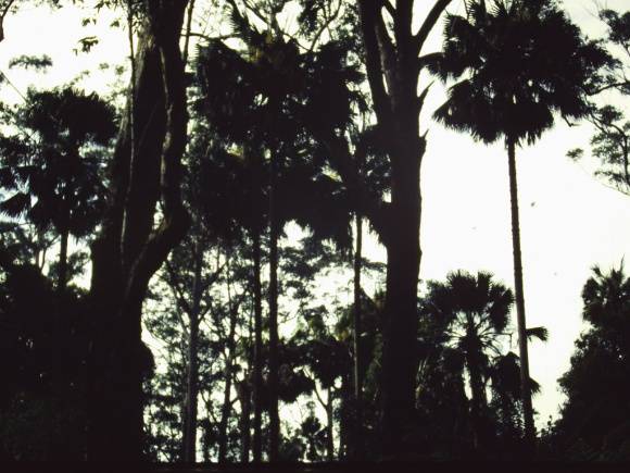 T11015 Livistona australis