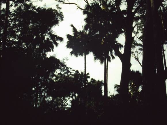 T11015 Livistona australis