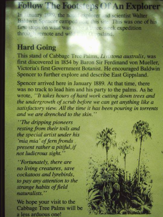 T11015 Livistona australis