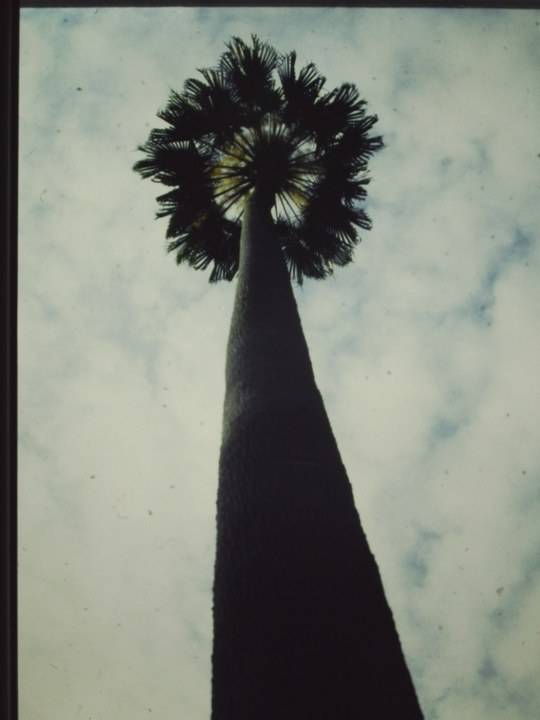 T11015 Livistona australis