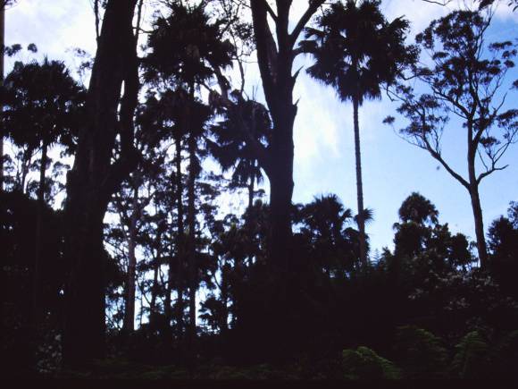 T11015 Livistona australis