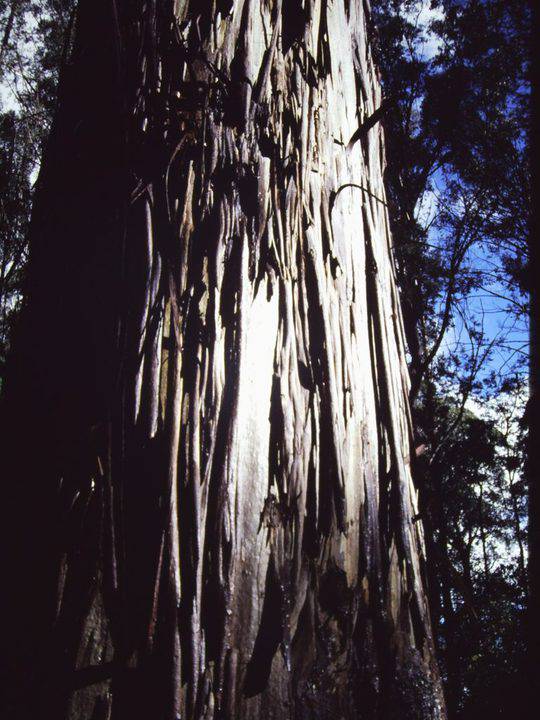 T11018 Eucalyptus denticulata