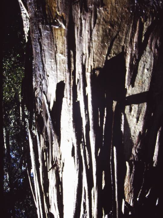 T11018 Eucalyptus denticulata