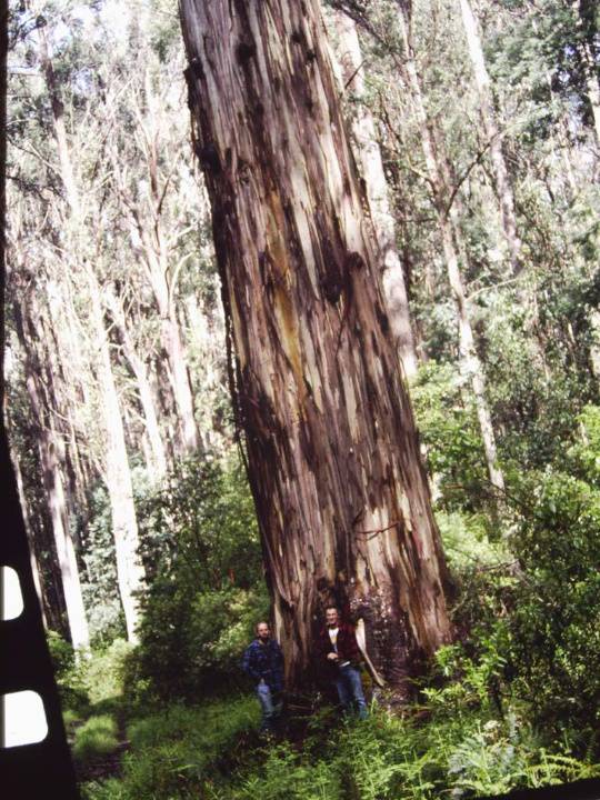 T11018 Eucalyptus denticulata 
