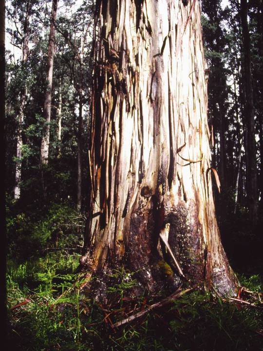 T11018 Eucalyptus denticulata 
