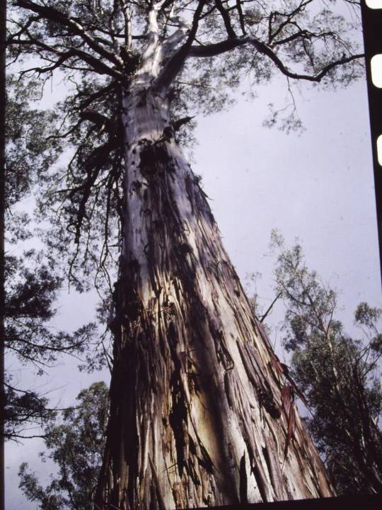T11018 Eucalyptus denticulata 