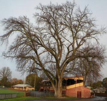 T11316 Ulmus x hollandica