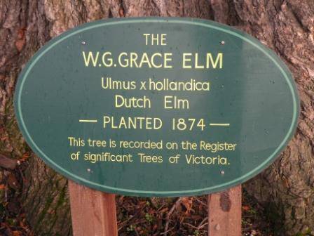 T11316 Ulmus x hollandica