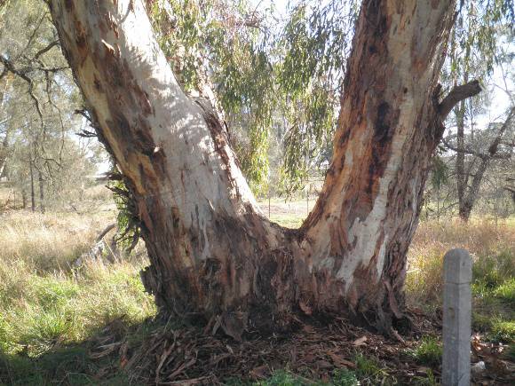 T11817 Eucalyptus leucoxlon