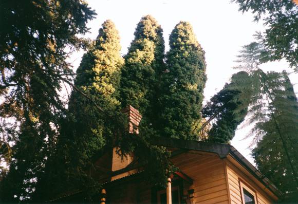 T11259 Cryptomeria japonica Narbethong