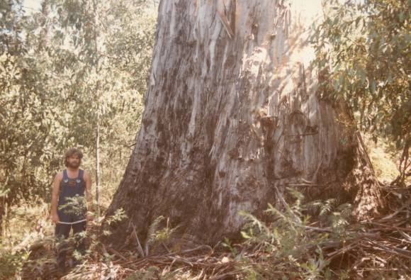 T11260 Eucalyptus cypellocarpa 