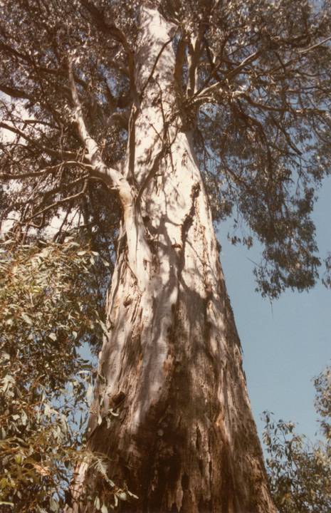 T11260 Eucalyptus cypellocarpa 